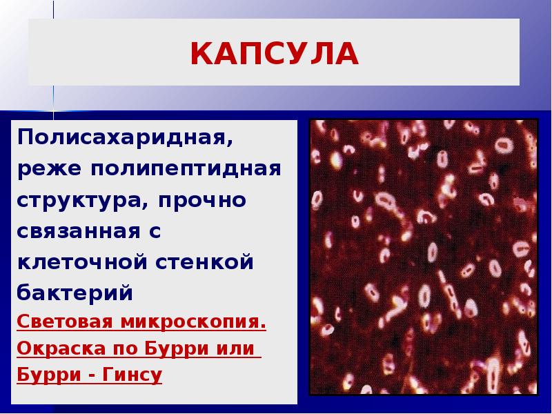 Метод бурри гинса. Капсулы Klebsiella pneumoniae. Окраска по Бурри-ГИНСУ. Капсула бактерий по Бурри ГИНСУ. Капсула бактерий окраска по Бурри-ГИНСУ. Метод Бурри Гинса микробиология.