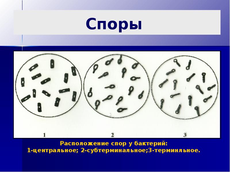 Морфология бактерий презентация