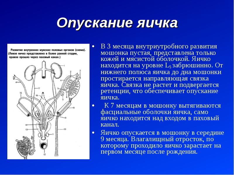 Половая система презентация по анатомии