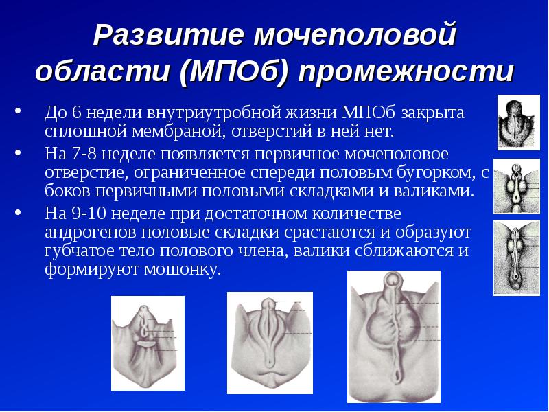 Люди гермафродиты фото половых органов