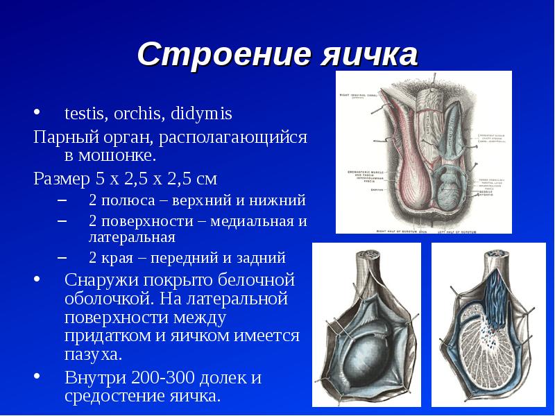 Фотографии мужских половых органов