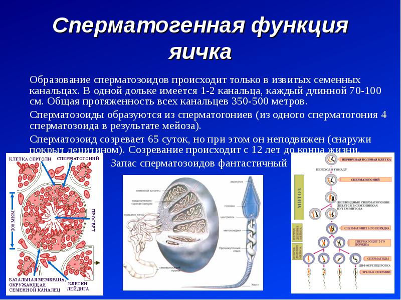 Презентация на тему мужская половая система