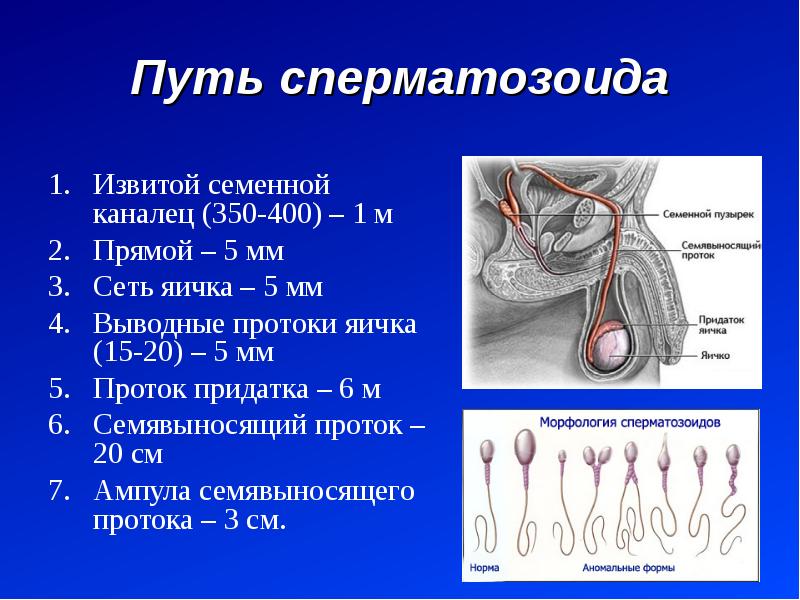 Фото мужских пол органов