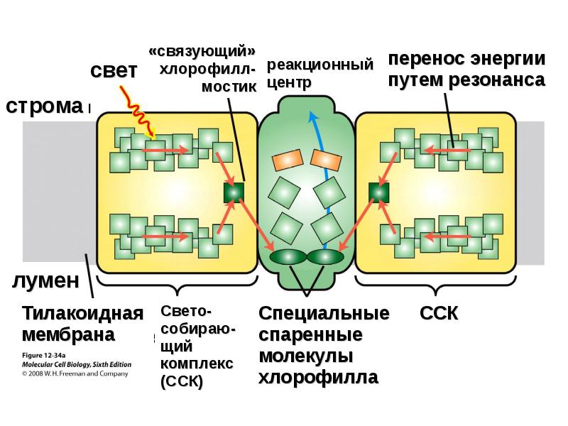 Хлорофилл мембрана. Тилакоидная мембрана. Строение белковых комплексов тилакоидной мембраны.. Структура белковых комплексов тилакоидной мембраны.. Мембрана тилакоида схема.