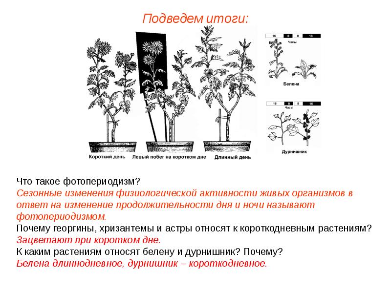 Длина светового дня какой фактор. Фотопериодизм у растений. Сезонный фотопериодизм. Фотопериодизм в жизни растений. Растения короткого дня фотопериодизм.