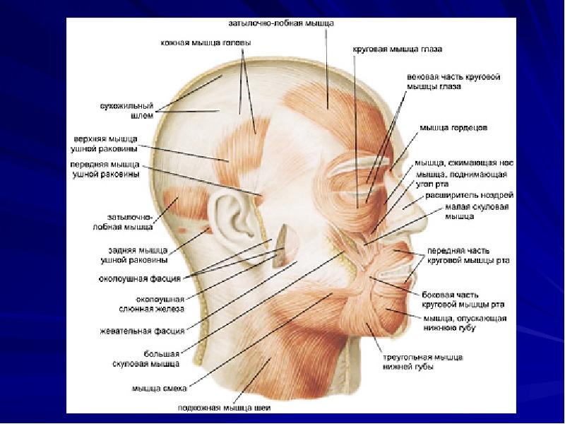 Мышцы затылочной части головы