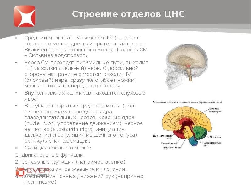 Самый маленький отдел головного мозга. Средний мозг неврология. Общий план строения и отделы ЦНС для психологов. Роль среднего мозга в регуляции движений. Структуры отдела ЦНС среднего мозга.