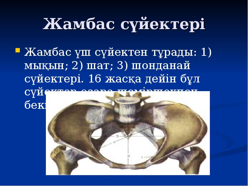 Жамбас сүйектері Жамбас үш сүйектен тұрады: 1) мықын; 2) шат; 3)