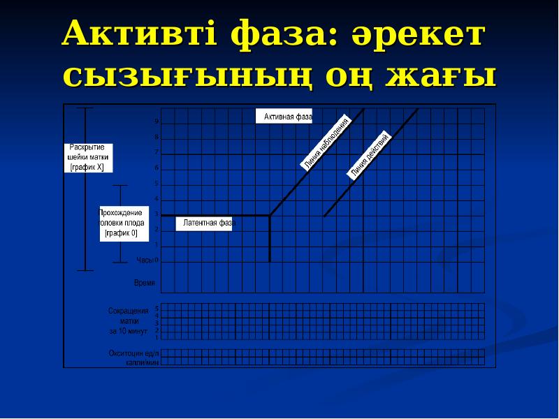 Активті фаза: әрекет сызығының оң жағы
