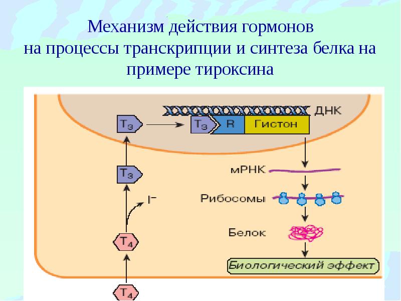 Гормоны презентация по биохимии