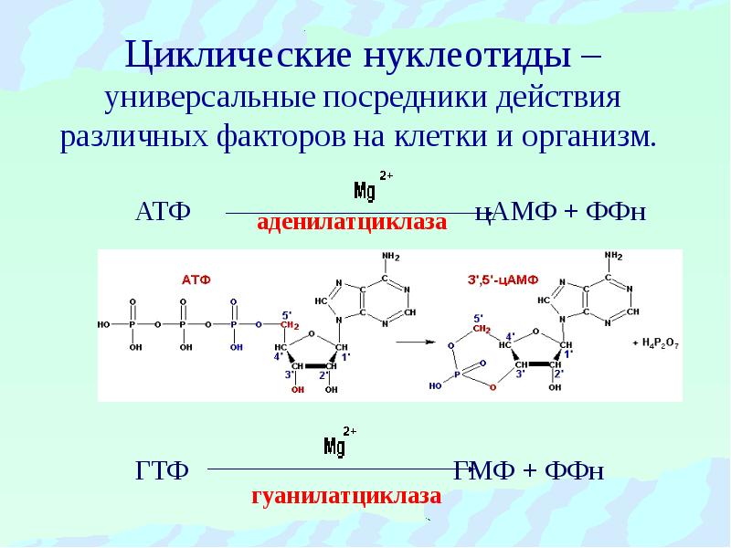 циклический аденозинмонофосфат гидролиз. строение атф адф амф. аденозин + атф → амф + адф. схема синтеза амф и гмф из имф. синтез пуриновых нуклеотидов амф.
