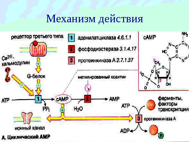 Гормондар биохимиясы презентация