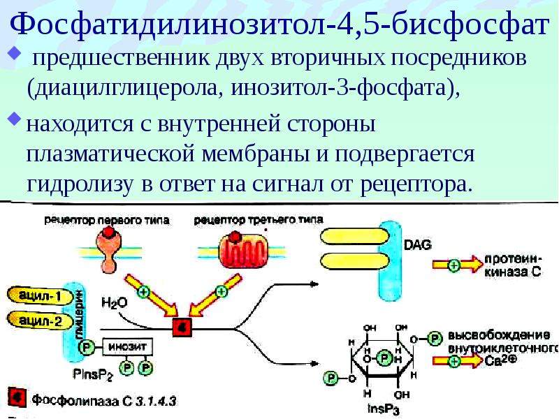 Гормоны презентация по биохимии