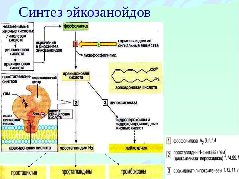 Гормоны презентация по биохимии