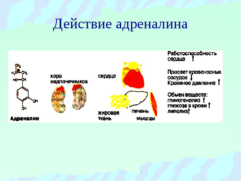 Гормоны презентация по биохимии