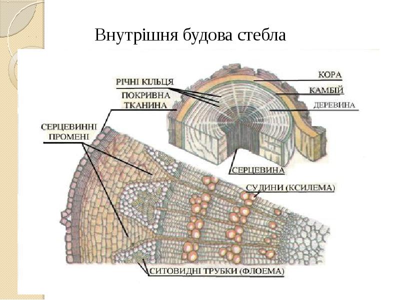 Реферат: Будова рослини Корінь пагін стебло