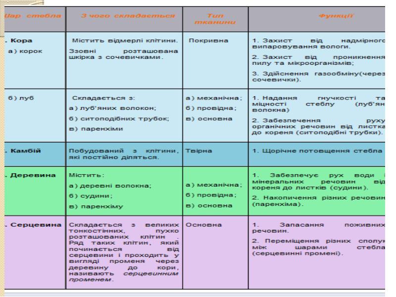 Реферат: Будова рослини Корінь пагін стебло