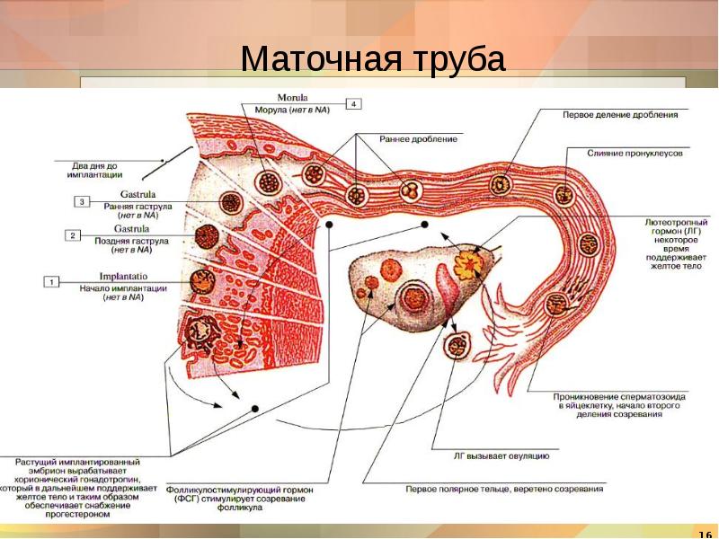 Строение половых органов женщины картинки