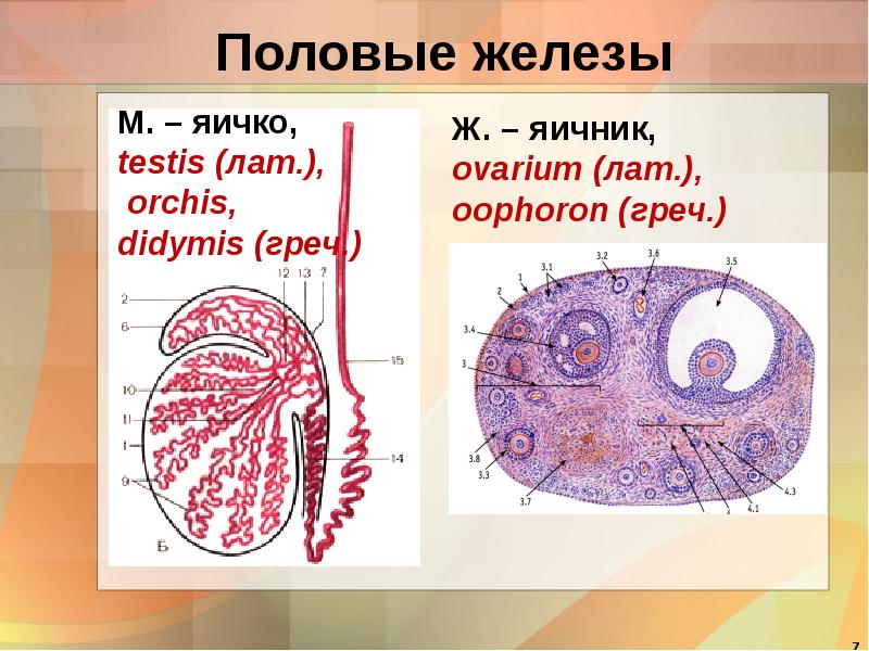 Презентация половые железы