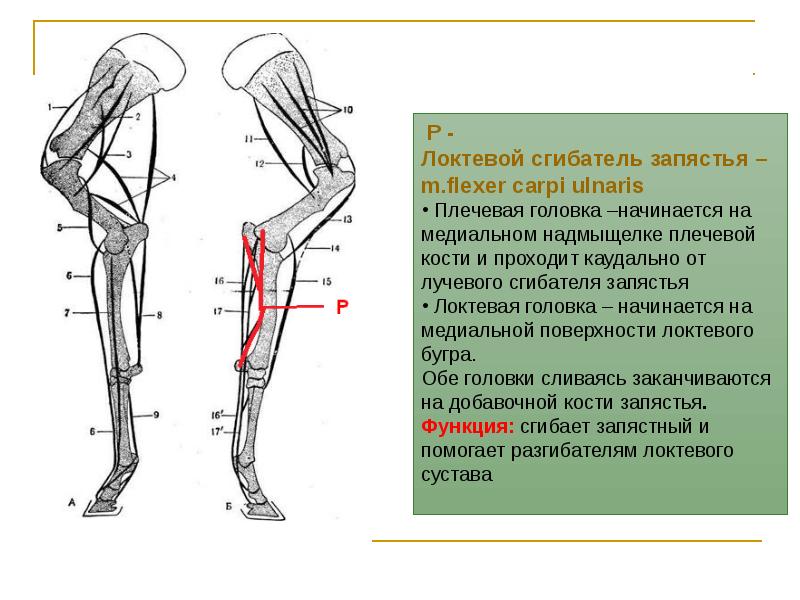 Канавка кофта когти локти