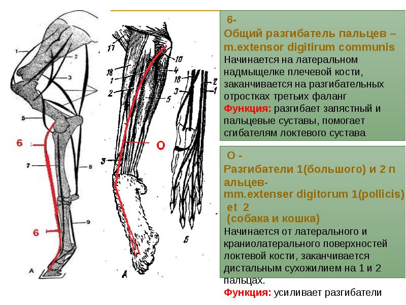 Мышцы действующие на тазобедренный сустав