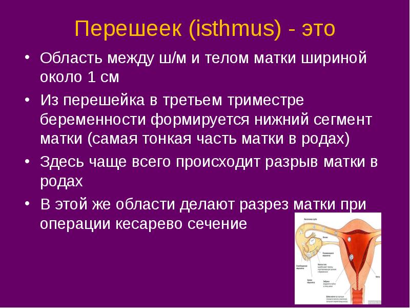 Женская репродуктивная система анатомия презентация