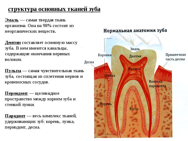 Схема структурной организации периодонтальной связки