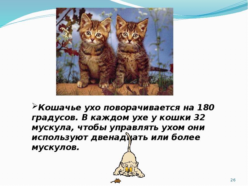 Про кошек 2 класс. Кошачье ухо поворачивается на 180 градусов. Небольшой доклад о кошке. Проект о коте. Презентация моя кошка.