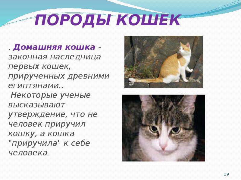 План описания кота