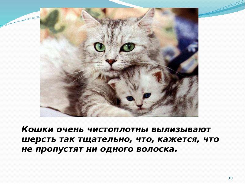 Презентация про кота 1 класс