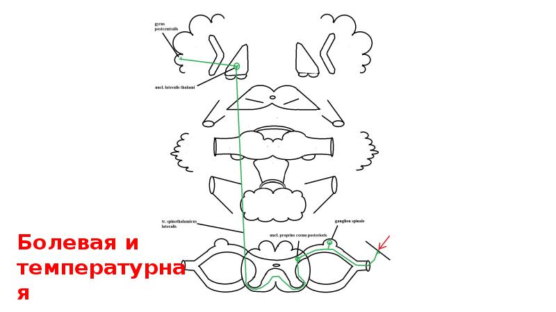 Путь глубокой чувствительности схема