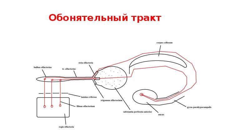 Схема обонятельных путей