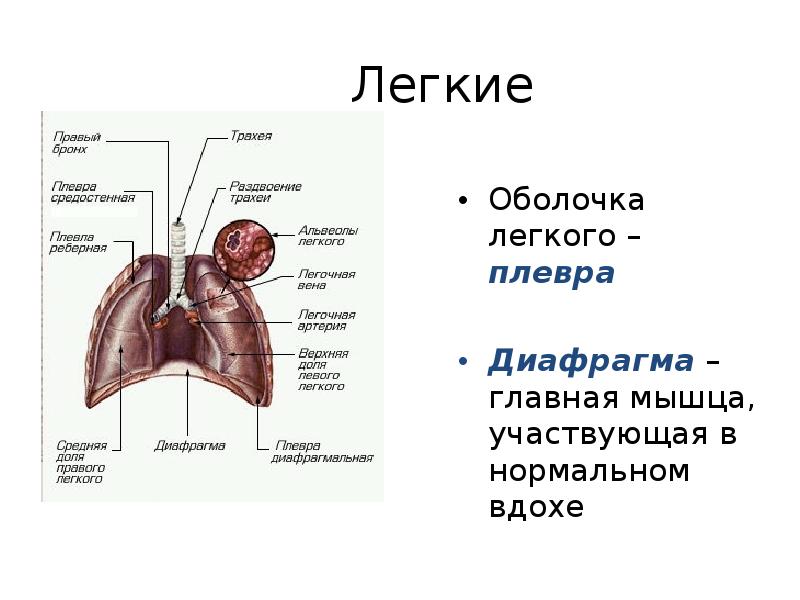 Оболочка легких 6. Плевра функции анатомия. Строение лёгких человека плевра. Плевра и диафрагма.