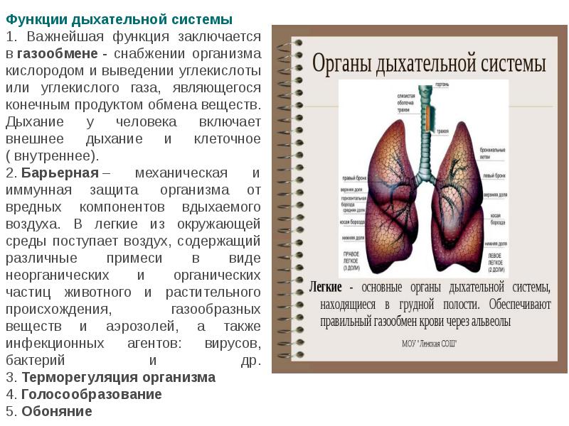 Строение и функции органов дыхания презентация