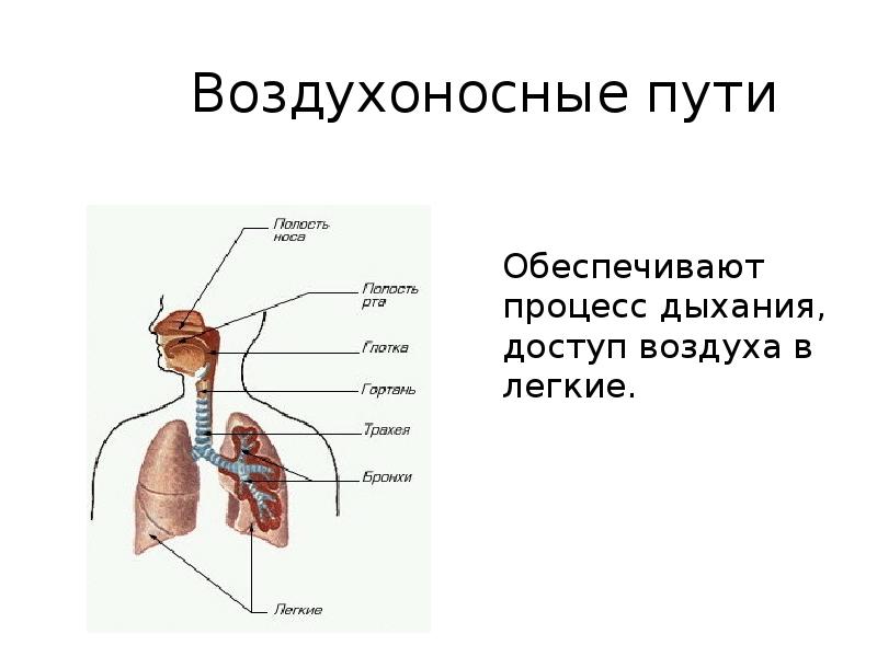 Воздухоносные пути человека рисунок