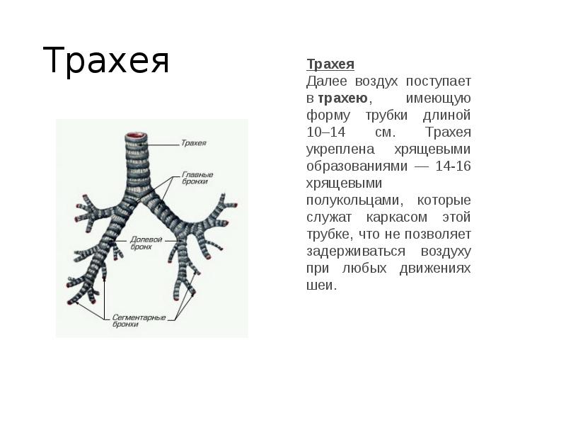 Презентация про бронхи