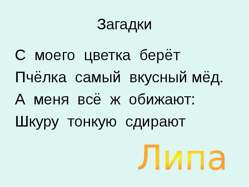 Мой цветок в моем классе. С моего цветка берёт пчёлка самый вкусный. Загадка с моего цветка берет. С моего цветка берёт пчёлка самый вкусный мёд загадка. С моего цветка берет Пчелка самый.