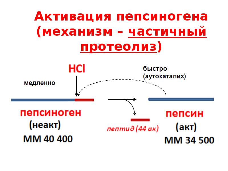 Схему активации пепсиногена