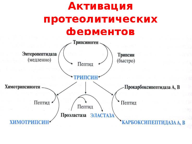 Активность трипсина. Образование активных форм протеолитических ферментов. Механизм активации протеолитических ферментов. Активация трипсиногена. Трипсиноген активируется.