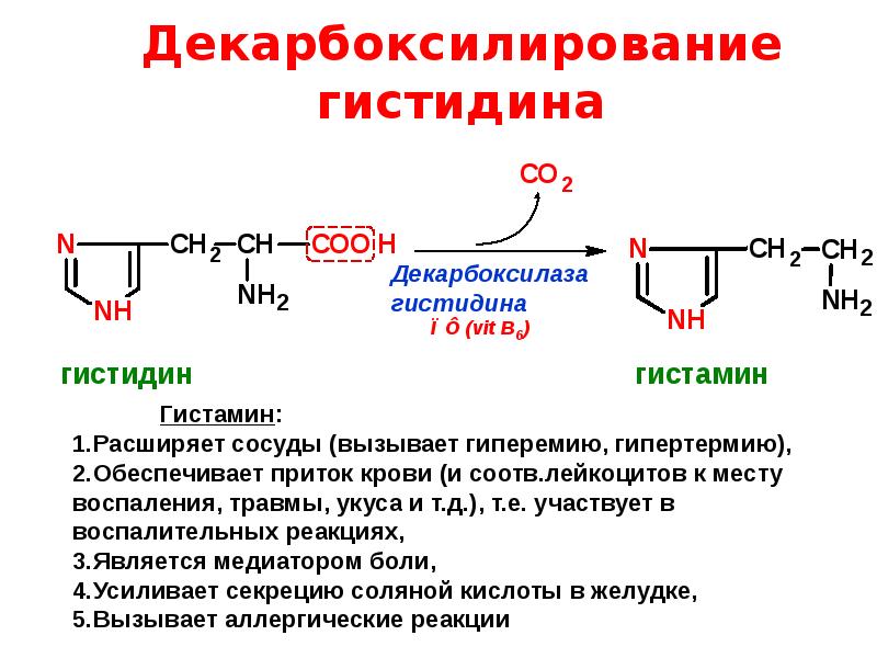 Схема обмена гистидина в разных тканях