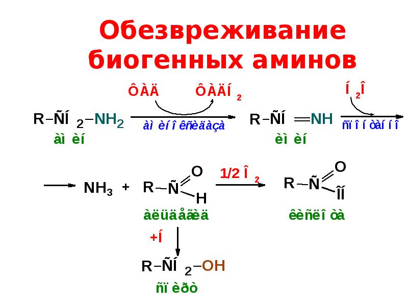 Биогенные амины. Инактивации биогенных Аминов - дезаминирование. Биогенные Амины обезвреживание. Механизмы инактивации биогенных Аминов. Реакция инактивации биогенных Аминов.