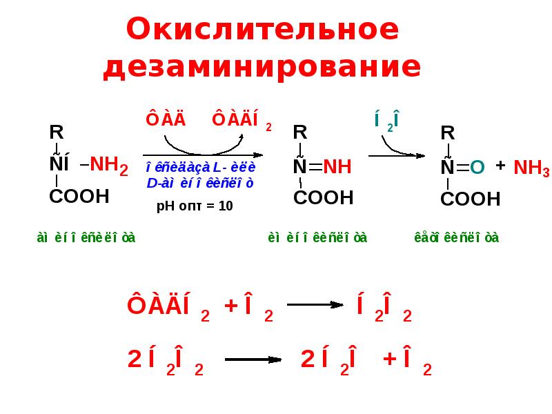 Окислительное дезаминирование аланина