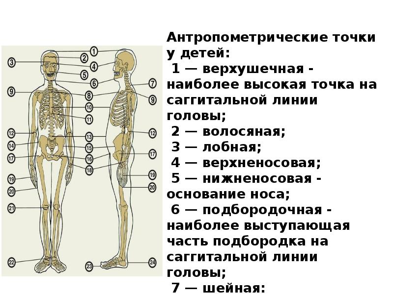 Оценка пропорциональности развития ребенка презентация