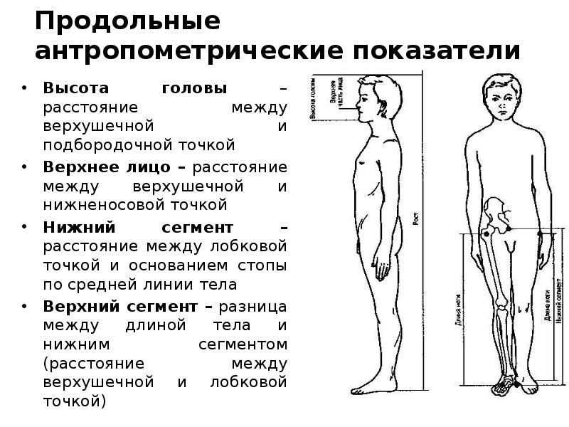 Оценка пропорциональности развития ребенка презентация