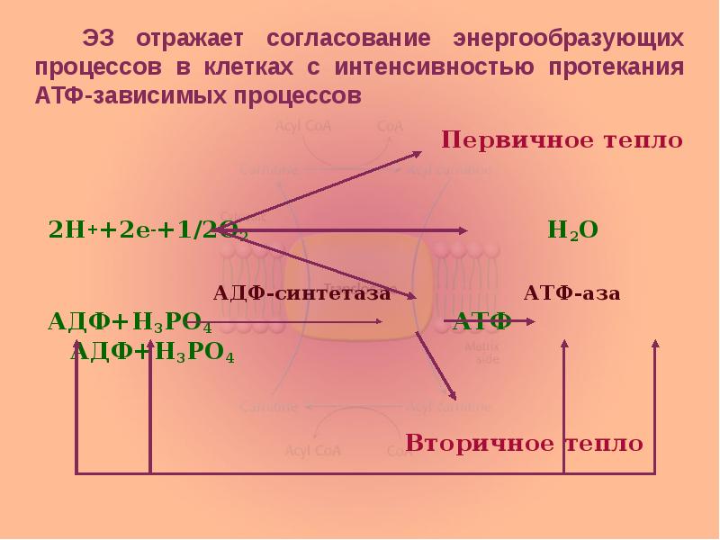 ЭЗ отражает согласование энергообразующих процессов в клетках с интенсивностью протекания АТФ-зависимых