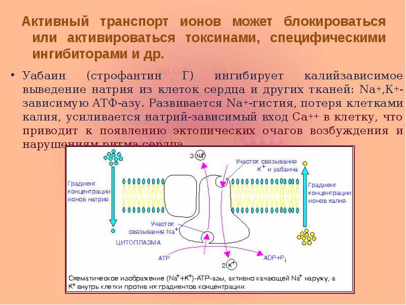 Вилс ионный транспорт доклад 5 класс обж