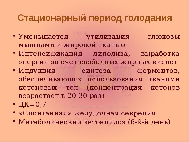 Стационарный период голодания Уменьшается утилизация глюкозы мышцами и жировой тканью Интенсификация
