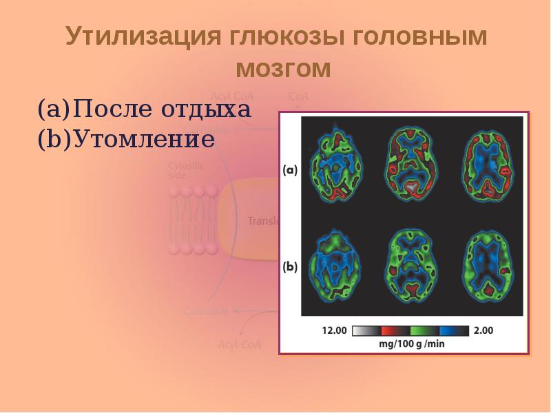 Утилизация глюкозы головным мозгом После отдыха Утомление