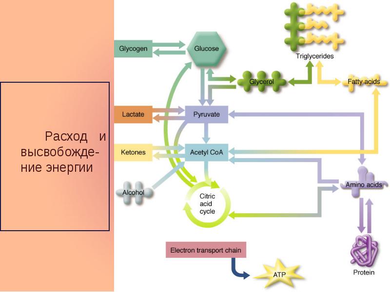 Расход и высвобожде- ние энергии