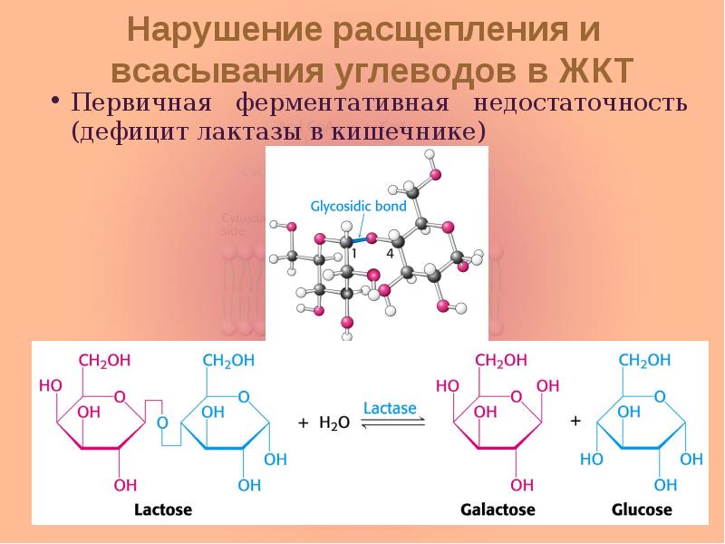 Нарушение расщепления и всасывания углеводов в ЖКТ Первичная ферментативная недостаточность (дефицит
